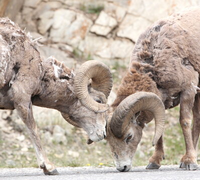 Two rocky mountain Bighorn Sheep licking the salt off a road. Taken in Alberta, Canada