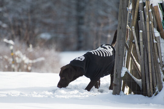 Dog on farm