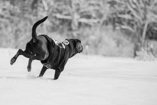 dog in snow