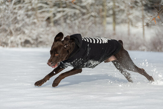 dog running in the snow