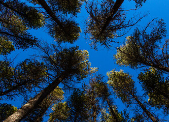 Lodgepole Pines Canada