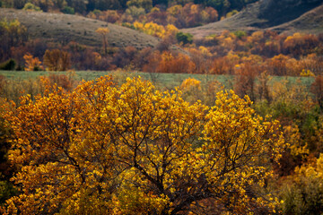 Fototapeta premium Autumn Scene Canada