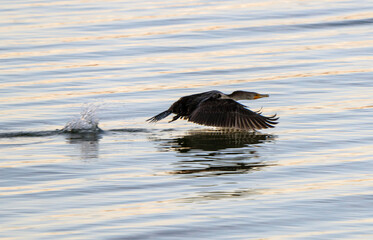 Cormorants in flight