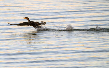 Cormorants in flight