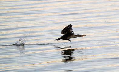 Cormorants in flight