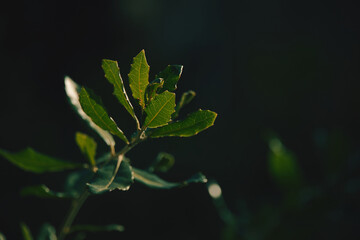a leaf
