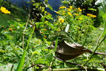 Female Jackson's Chameleon climbing on a small branch at Bwindi impenetrable forest