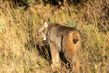 Wild Lynx Manitoba