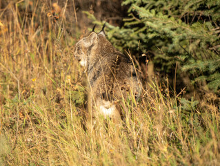 Naklejka na ściany i meble Wild Lynx Manitoba