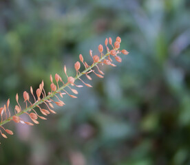 Planta con hojas secas