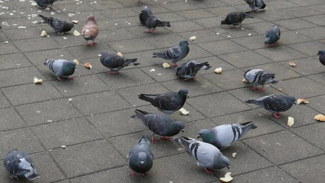 Feeding Bread to Doves and Pigeons Birds at Street
