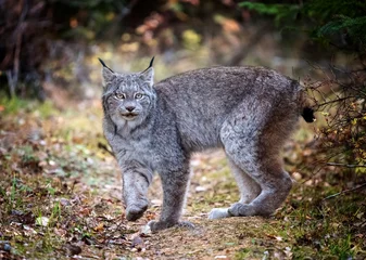 Foto op Aluminium Wild Lynx Manitoba © pictureguy32