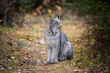 Obraz premium Wild Lynx Manitoba