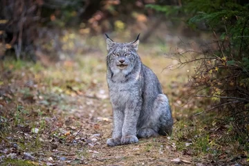 Fototapeten Wild Lynx Manitoba © pictureguy32