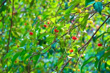 apples on a tree