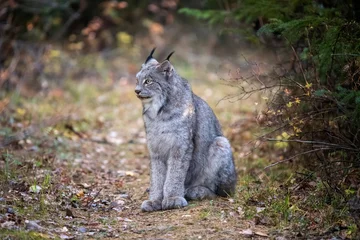 Outdoor kussens Wild Lynx Manitoba © pictureguy32