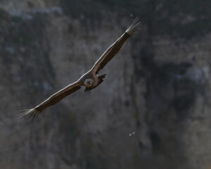 Buitre leonado (Gyps fulvus) Segovia España