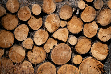 Firewood in Pile