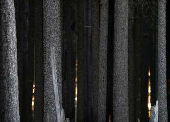 Lodgepole Pines Canada