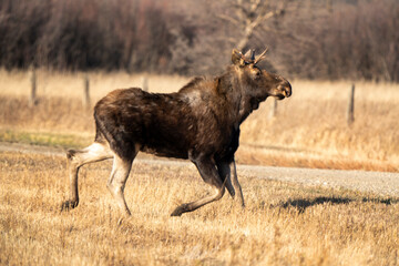 Wild Prairie Moose