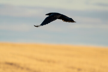 Raven in Flight
