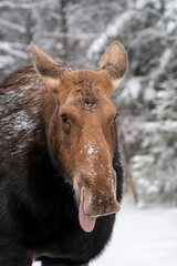 Winter Moose Manitoba