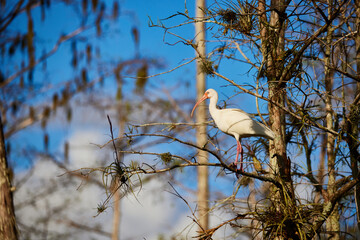 Bird in the Everglades