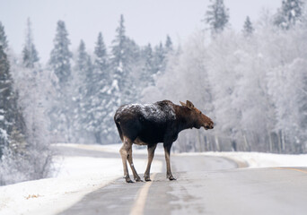 Winter Moose Manitoba