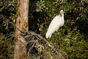 Bird in the Everglades