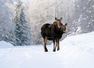 Winter Moose Manitoba