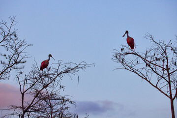 Bird in the Everglades