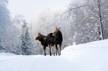 Fototapeta na wymiar Winter Moose Manitoba