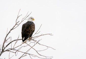 Bald Eagle inTree