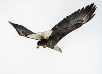 Bald Eagle in Flight