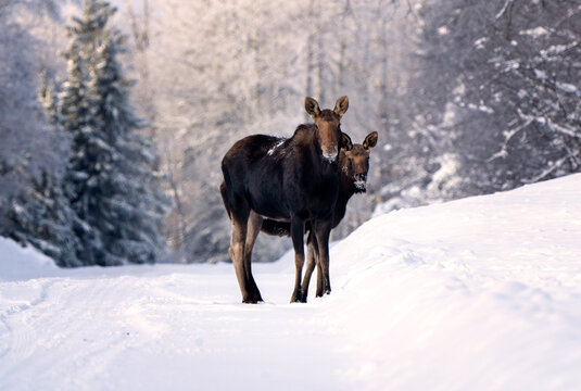 Winter Moose Manitoba