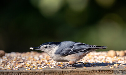 Nuthatch at feeder