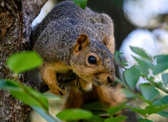 Naklejka na ściany i meble Common Squirrel Canada
