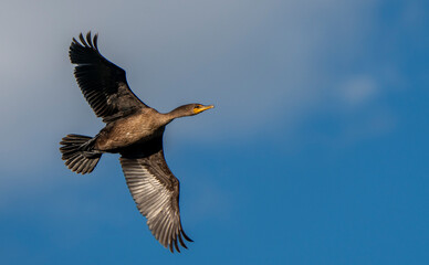 Cormorants in flight