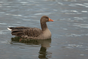 Greylag goose , Anser anser, swims on a lake