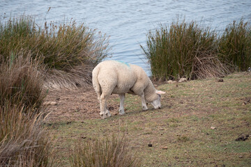 a sheep grazes on the shores of the Baltic Sea