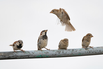 A flock of sparrows sits on a metal pipe.