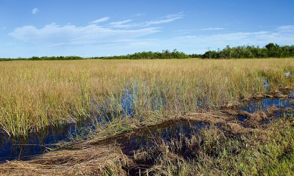 Everglades National Park, Florida, USA. The most prominent feature of the Everglades: sawgrass prairie, marsh or slough. Ecosystem of tropical wetlands, a large drainage basin in Southern Florida.