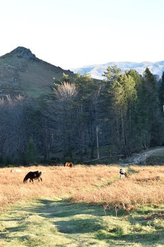 paysage et pottok au sommet de la rhune