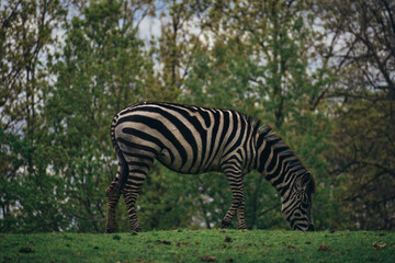 zebra eating grass