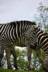 zebra in the wild