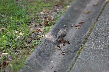 bird