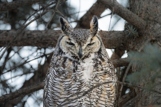 Great Horned Owl (Bubo Virginianus) bird close up perched and sleeping in a tree wildlife background