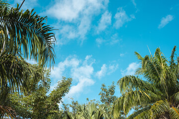 Upward look at a bright blue slightly cloudy sky with tropical foliage background for copy text
