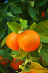 two  ripe tangerines on branch