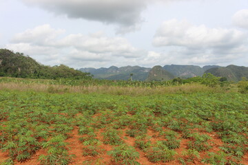vinales valley in cuba